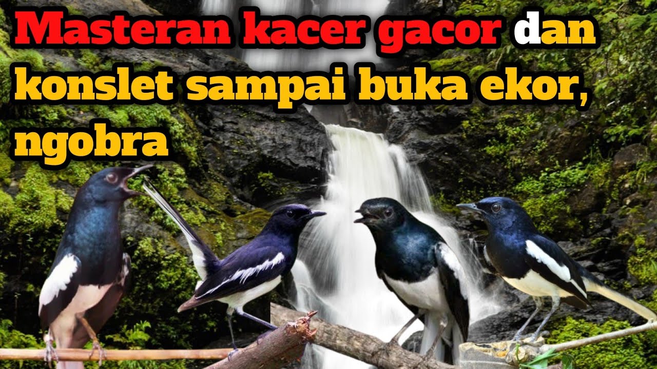Pancingan kacer konslet, gacor ngobra sampai buka ekor, meningkatkan birahi kacer lawan