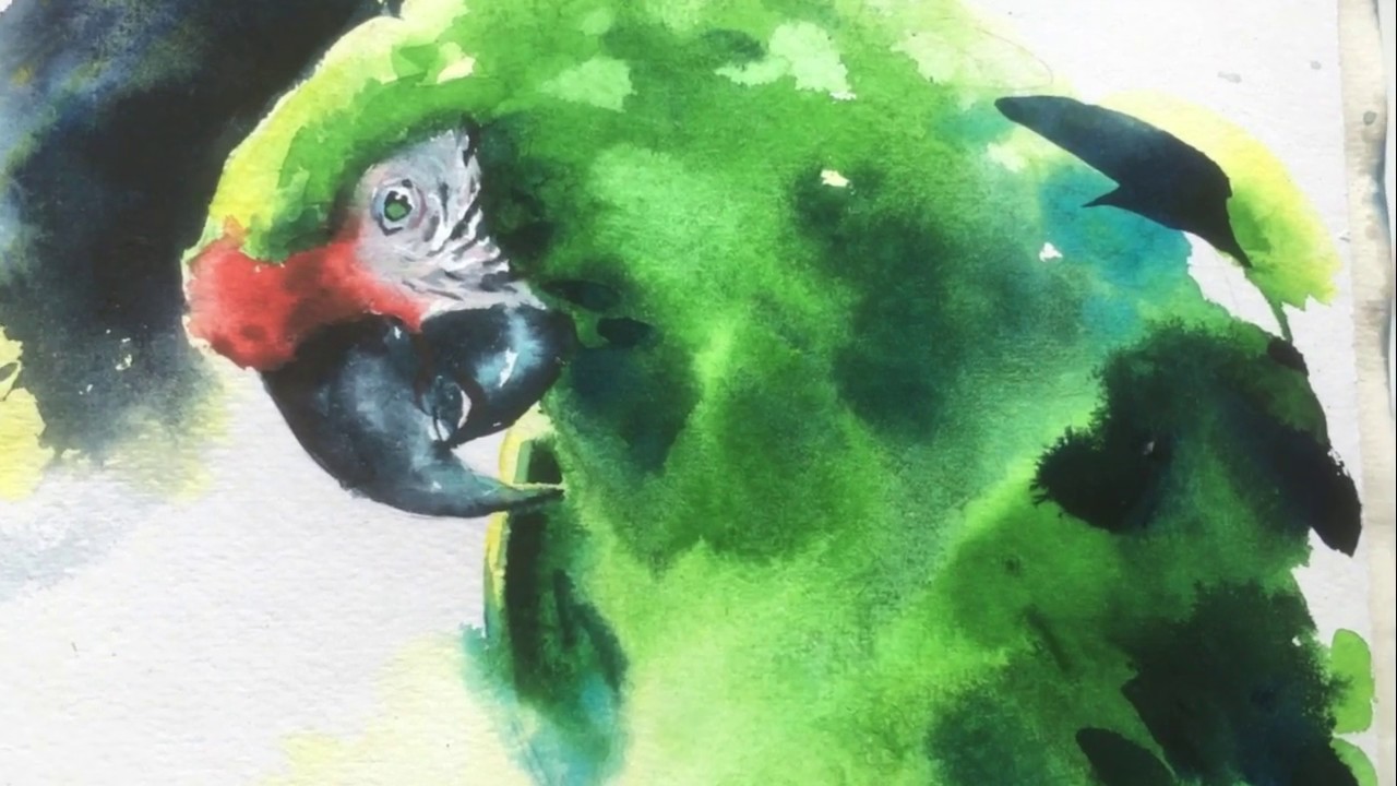 Splashy Colourful Watercolour - Green Macaw Timelapse Painting (watercolor)