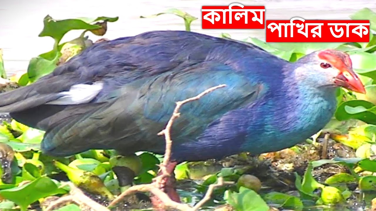 কালিম পাখির ডাক | Kalim Pakhir Dak | Swamphen Bird Sound | jal murgi ki awaaz @wildindiamit​