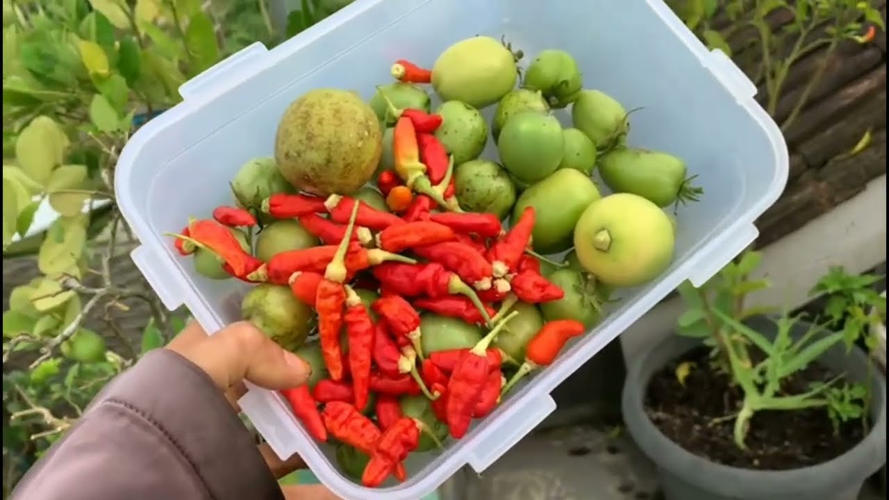 Berkebun di belakang rumah dan atas rumah hasilnya memuaskan bisa di nikmati keluarga 