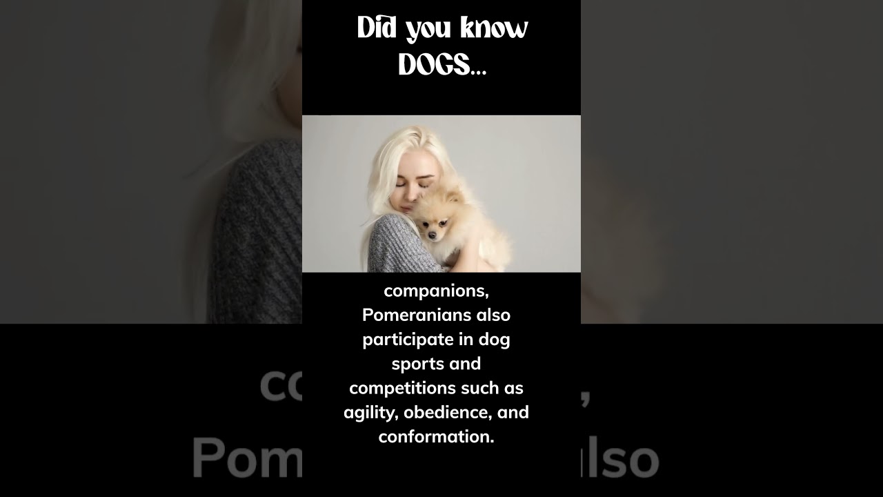 Pomeranians are used for what? 😮 