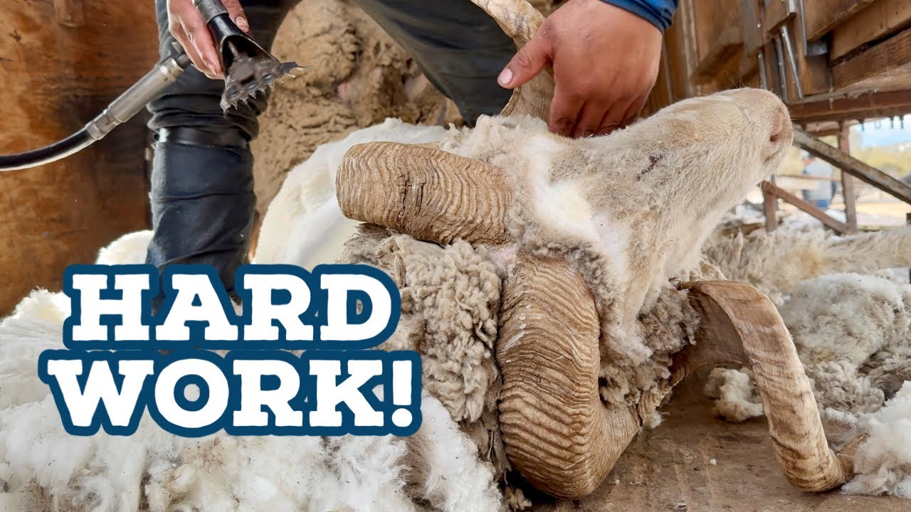 Shearing Day On The Ranch: The Ultimate Wool Transformation!