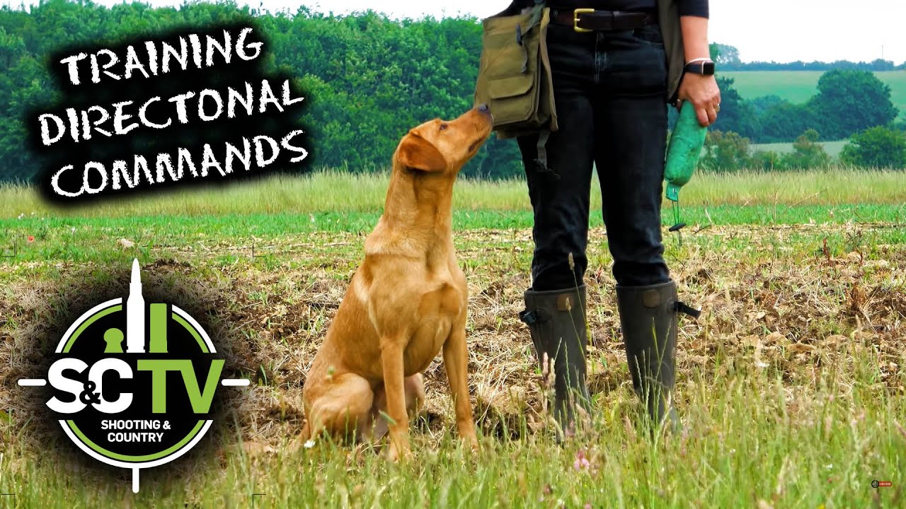 S&C TV | Обучение щенков Gundog 3 | Обучение молодых собак командам направления