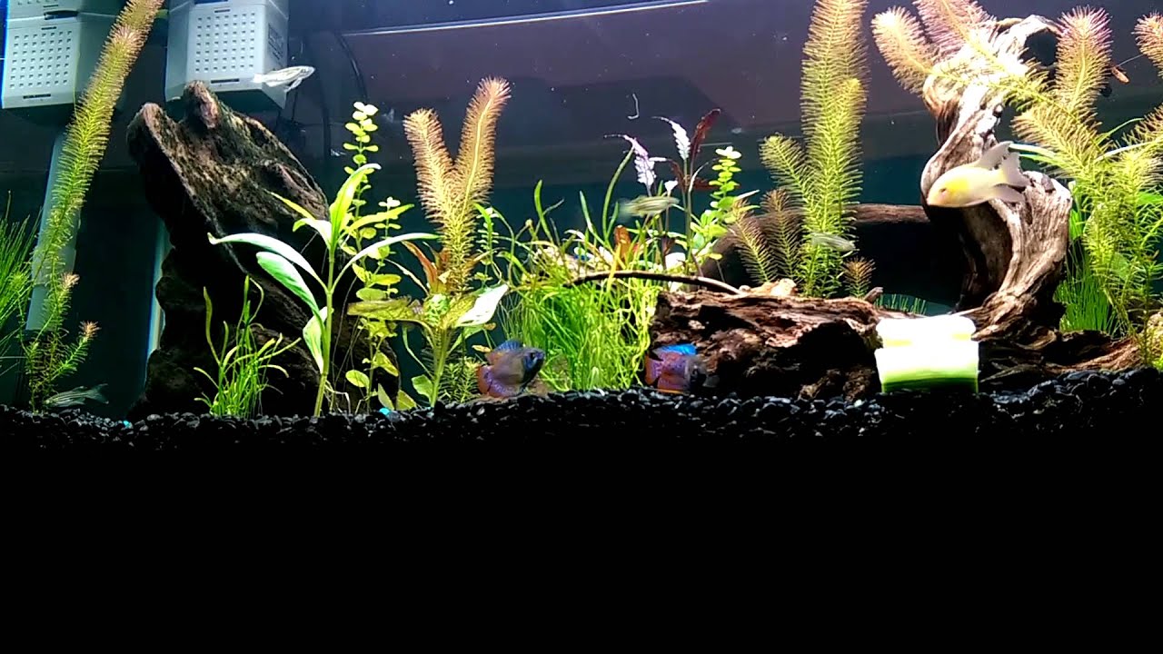 Dwarf Gourami male aggression/fighting