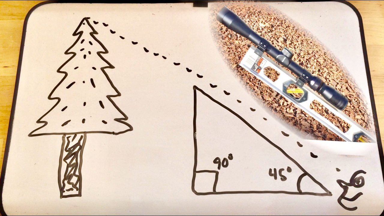 How to measure the height of a tree