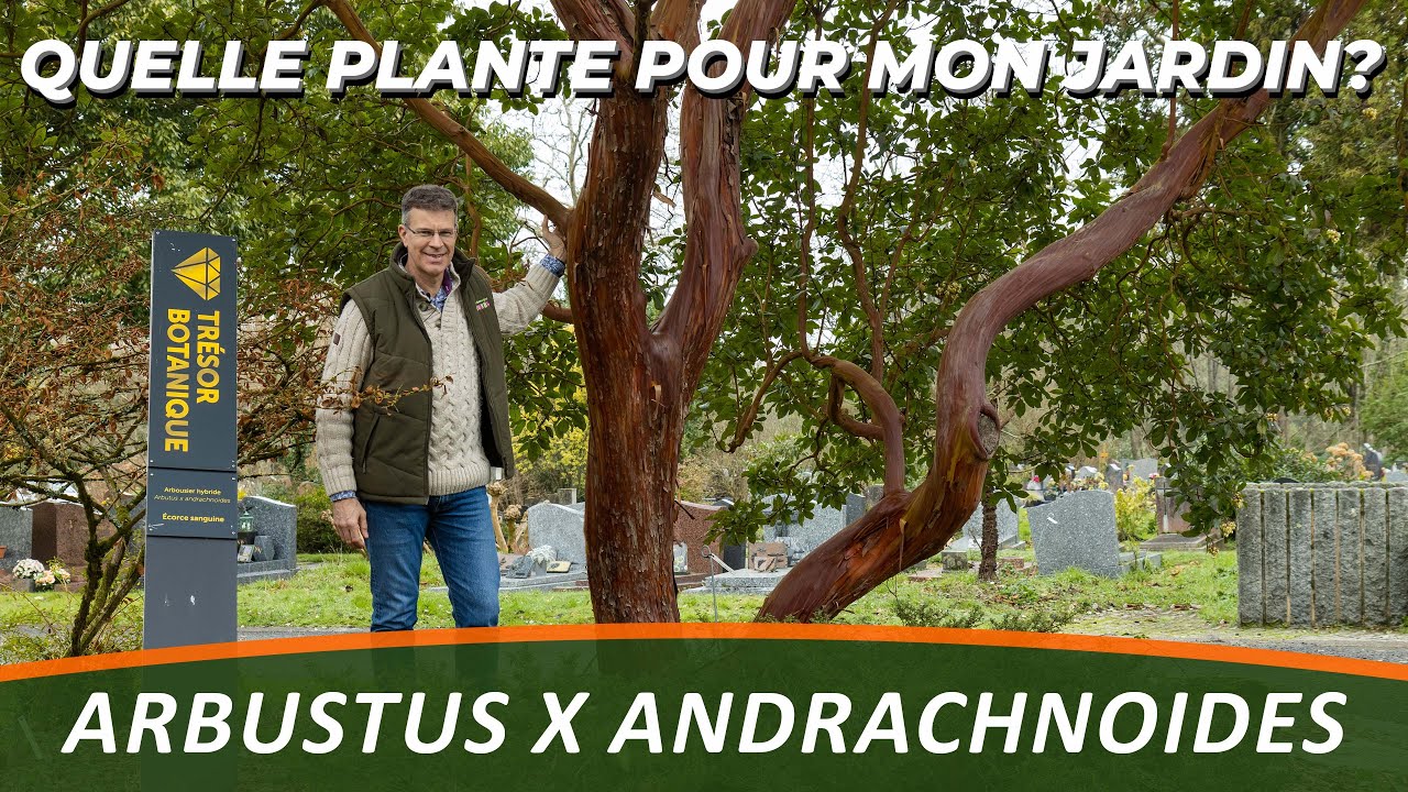ARBOUSIER ANDRACHNOIDES - Quelle Plante Pour Mon Jardin?