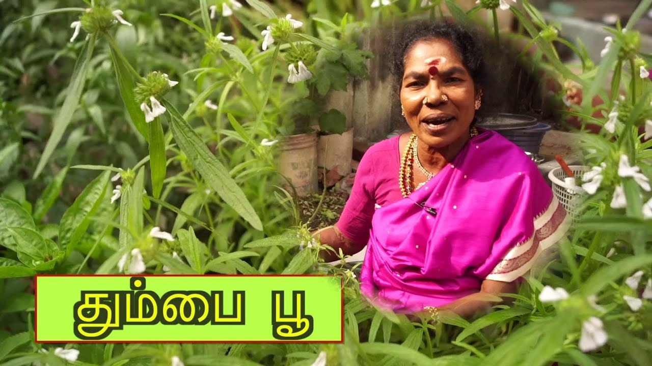 தும்பை பூ / Thumbai poo