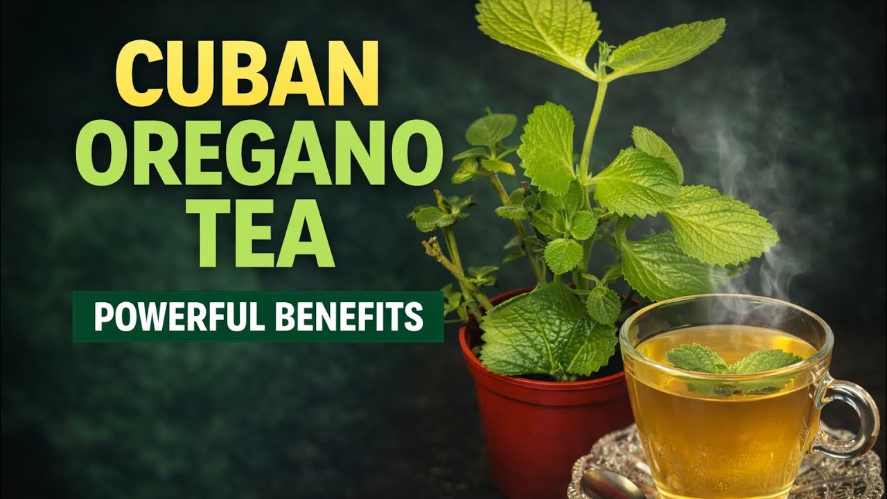 Cuban Oregano Tea: Powerful Caribbean Herb From Garden to Cup 🌿