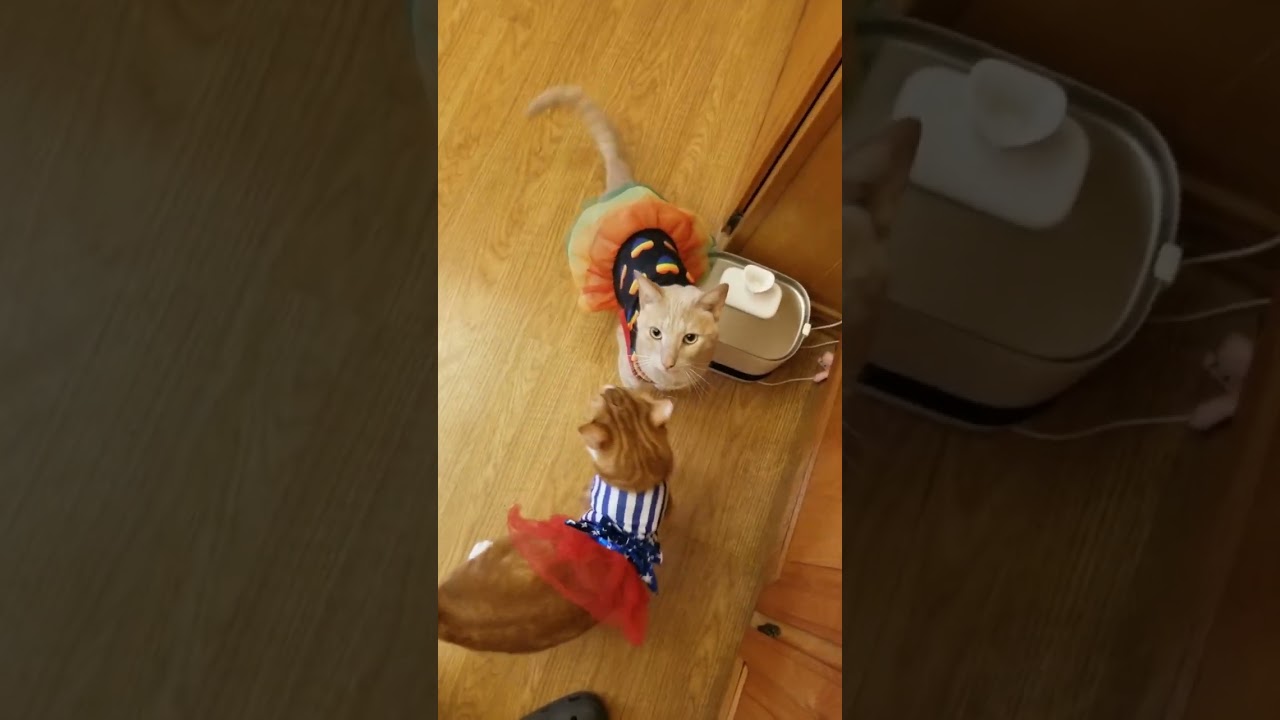 Drag Cats Get Karen'd