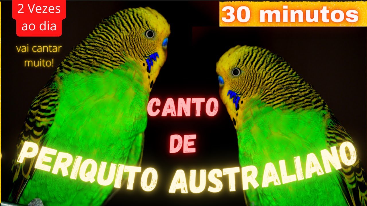 Canto de Periquito Australiano 30 Minutos Ensinar a Cantar Periquito Australiano Cantando Filhotes