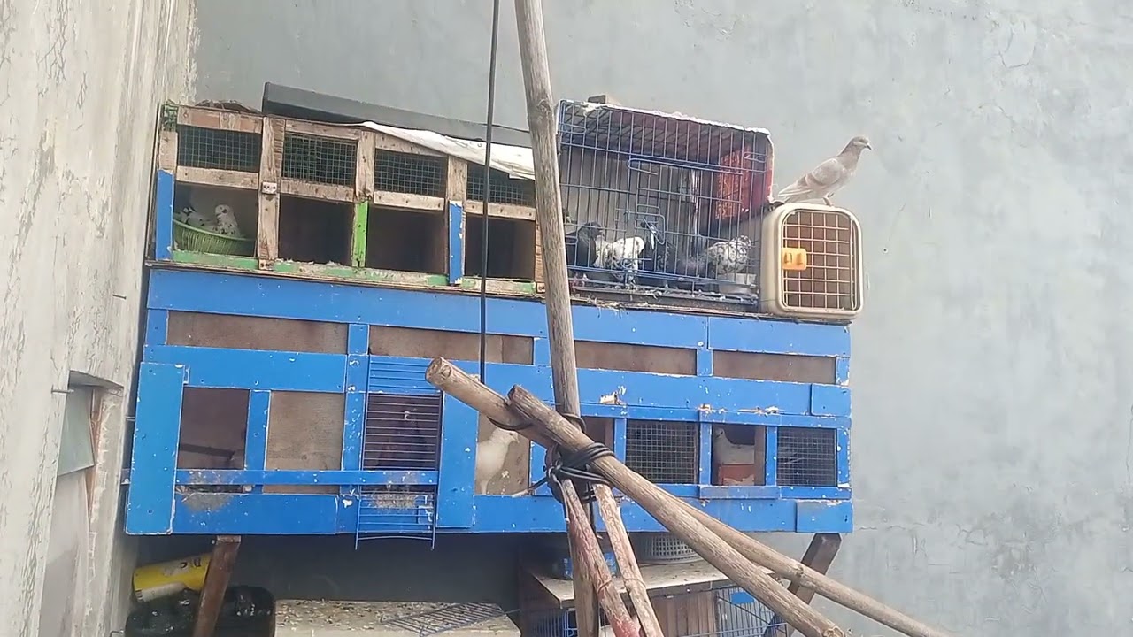 Musim Hujan kita ngecek kandang dlu dipagi hari Burung lgi pada ngerem semuanya 