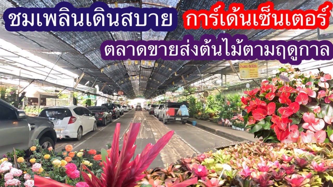 ชมเพลินเดินสบาย การ์เด้นเซ็นเตอร์ตลาดขายส่งต้นไม้ดอกไม้ตามฤดูกาล