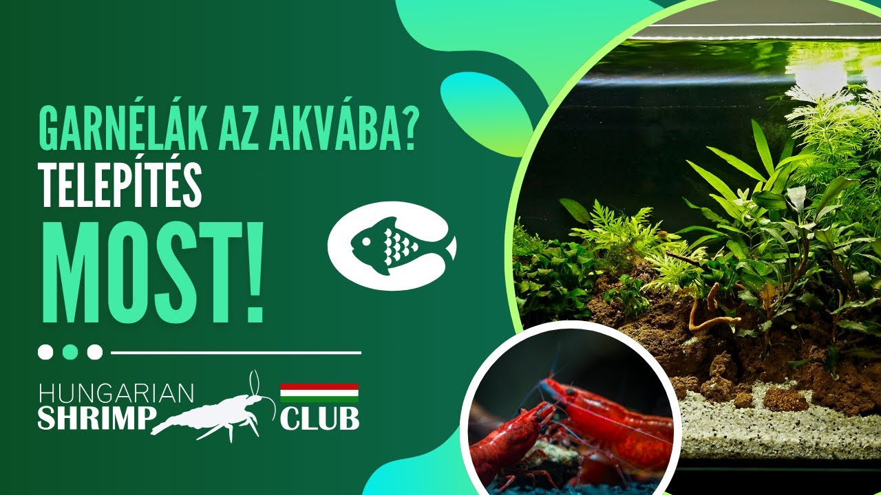 Így szoktasd be a garnéláid - Neocaridina garnélák telepítése a szett akváriumba! #shrimp #akvarium
