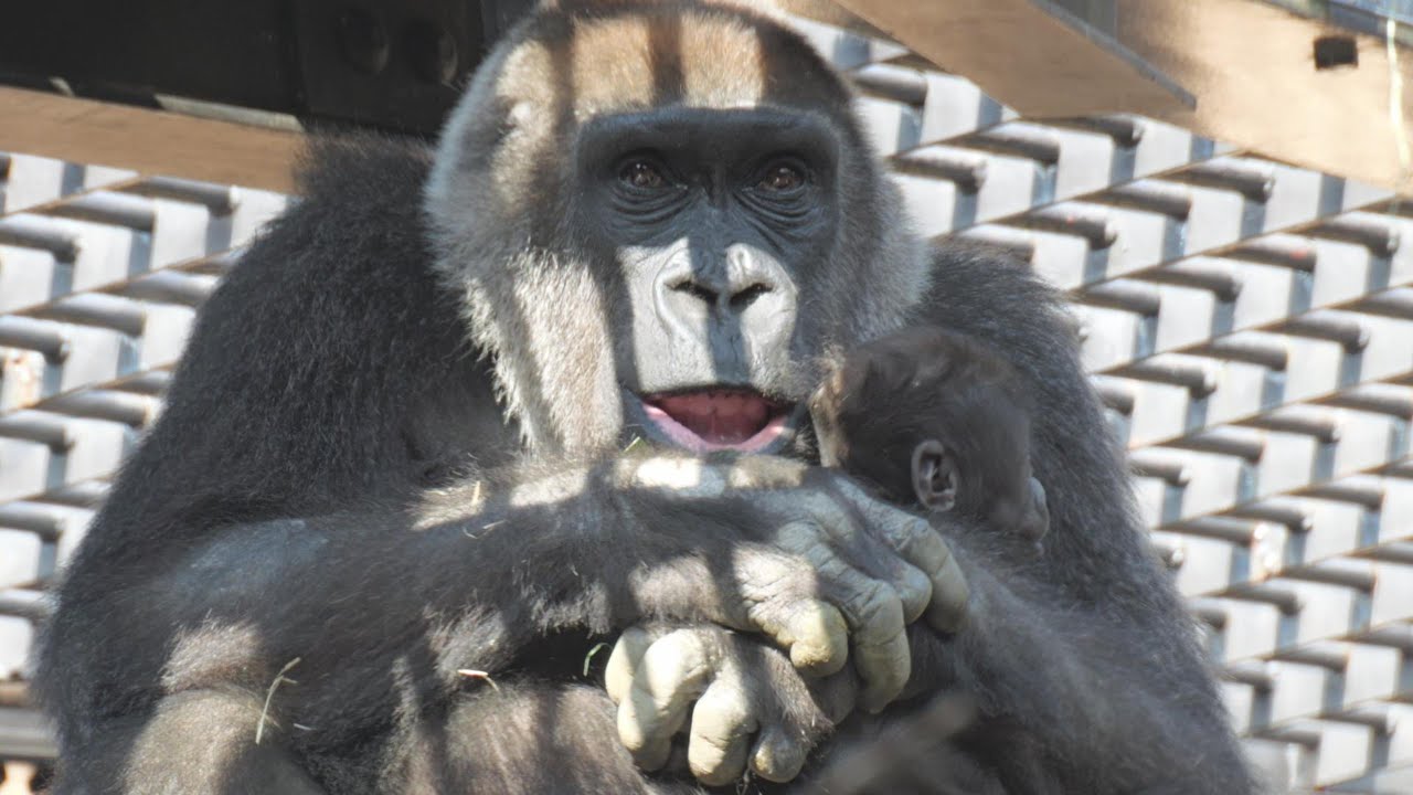 も、モ、もモ、もどってきたモモタロウ，もどってくるんかいな😂　京都市動物園　ゴリラ　202601