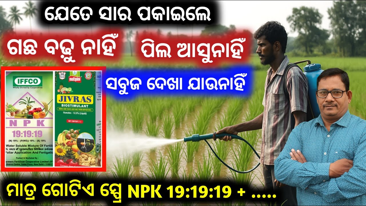 ଜମିରେ ସାର ପକାଇଲେ ମଧ୍ୟ ଗଛ ବୃଦ୍ଧି ହେଉନାହିଁ ପିଲ ଆସୁନାହିଁ ମାତ୍ର ଗୋଟିଏ ସ୍ପ୍ରେ NPK+ Humic Acid