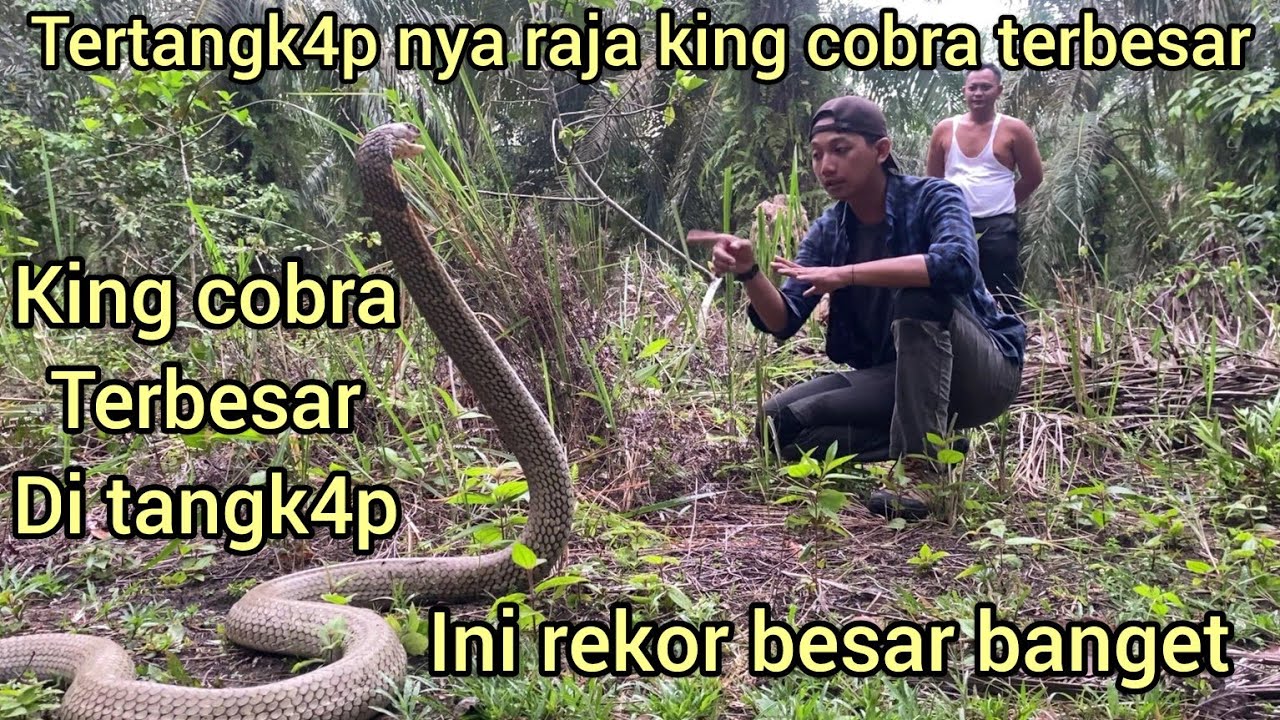 VIRAL PENANGKAP4N ULAR KING COBRA TERBESAR DI DUNIA BIKIN TANGAN GEMETAR,CAIRAN BISA SAMPA1 KELU4R