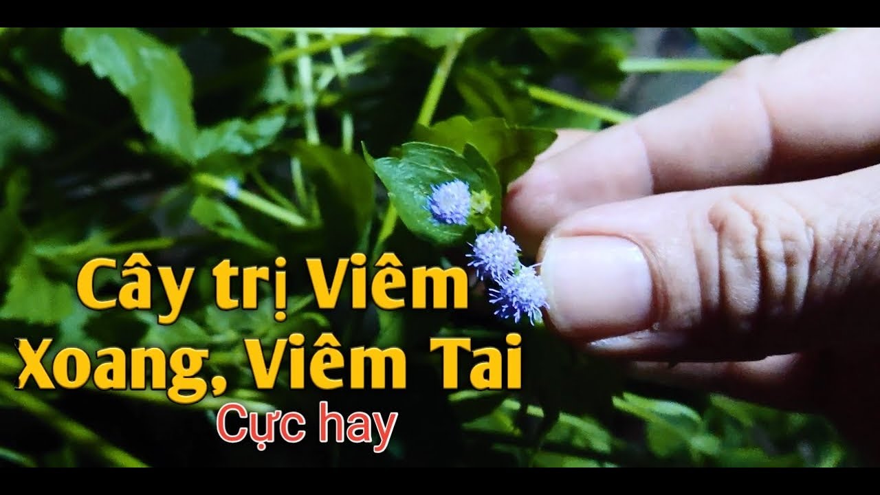 C&acirc;y trị VI&Ecirc;M XOANG,VI&Ecirc;M TAI GIỮA  thật hay. PHAN HẢI channel.