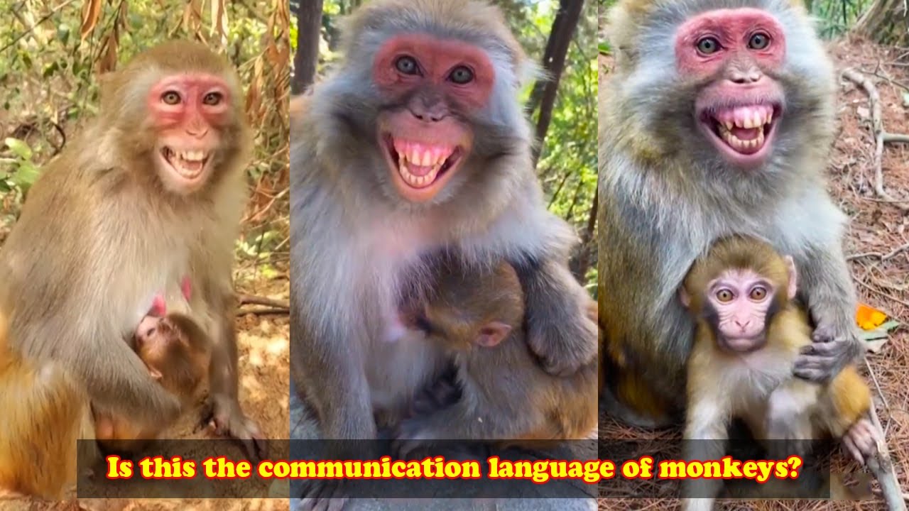 Is this the communication language of monkeys? 😀