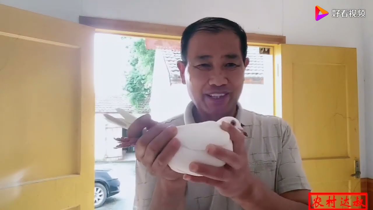 经常给鸽子喂红糖水，到底是有益还是有害？