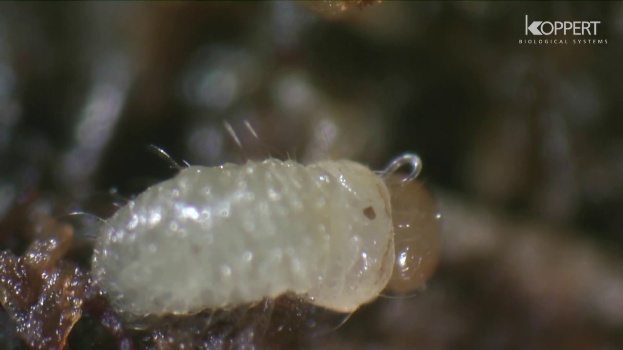 Faydalı Nematodlar Nasıl Çalışır?  (Dip Kurdu (Capnodis) / Mantar sineği (Sciaridae) Mücadelesi)