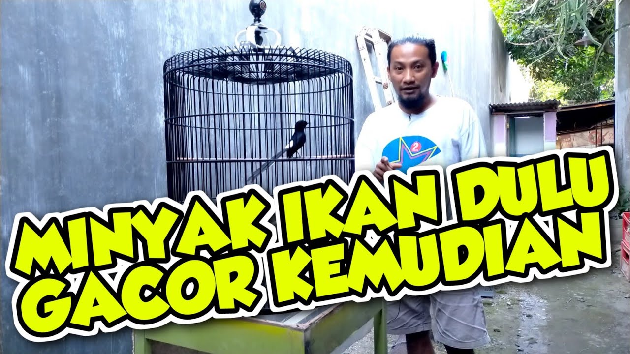 minyak ikan dulu gacor kemudian 🔴 MURAI BATU makin strong