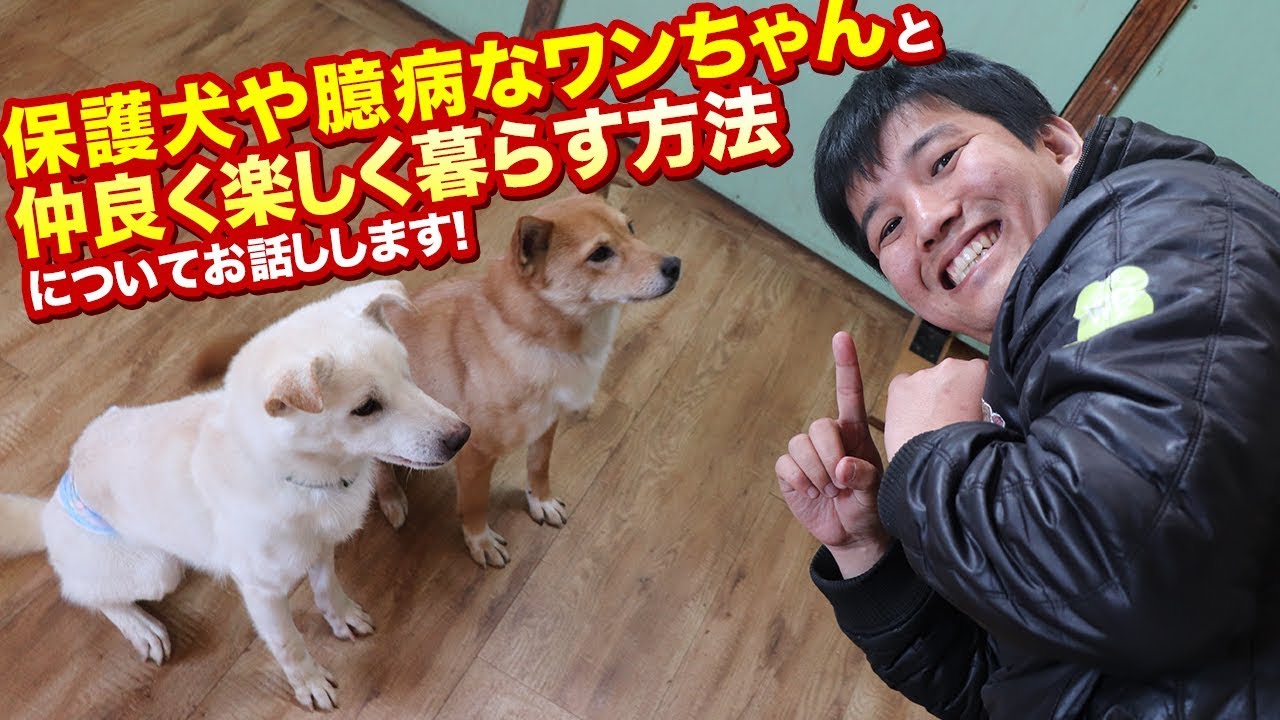 保護犬や臆病なワンちゃんと一緒に仲良く楽しく暮らす方法！過去に虐待を受けたりした子犬を引き取った際などに非常に重要です！