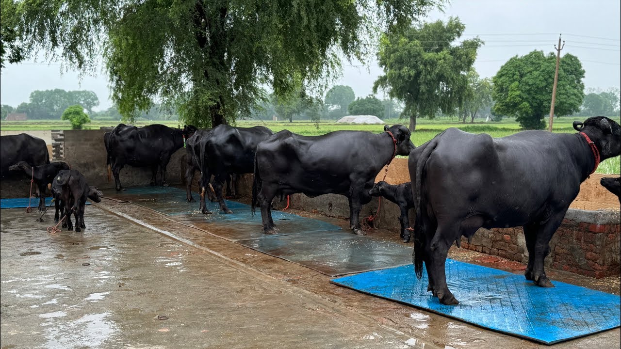 Godara Dairy Farm(8607219729, 9812226674) एक लाख में ख़रीदिये 16 किलोग्राम की भैंस