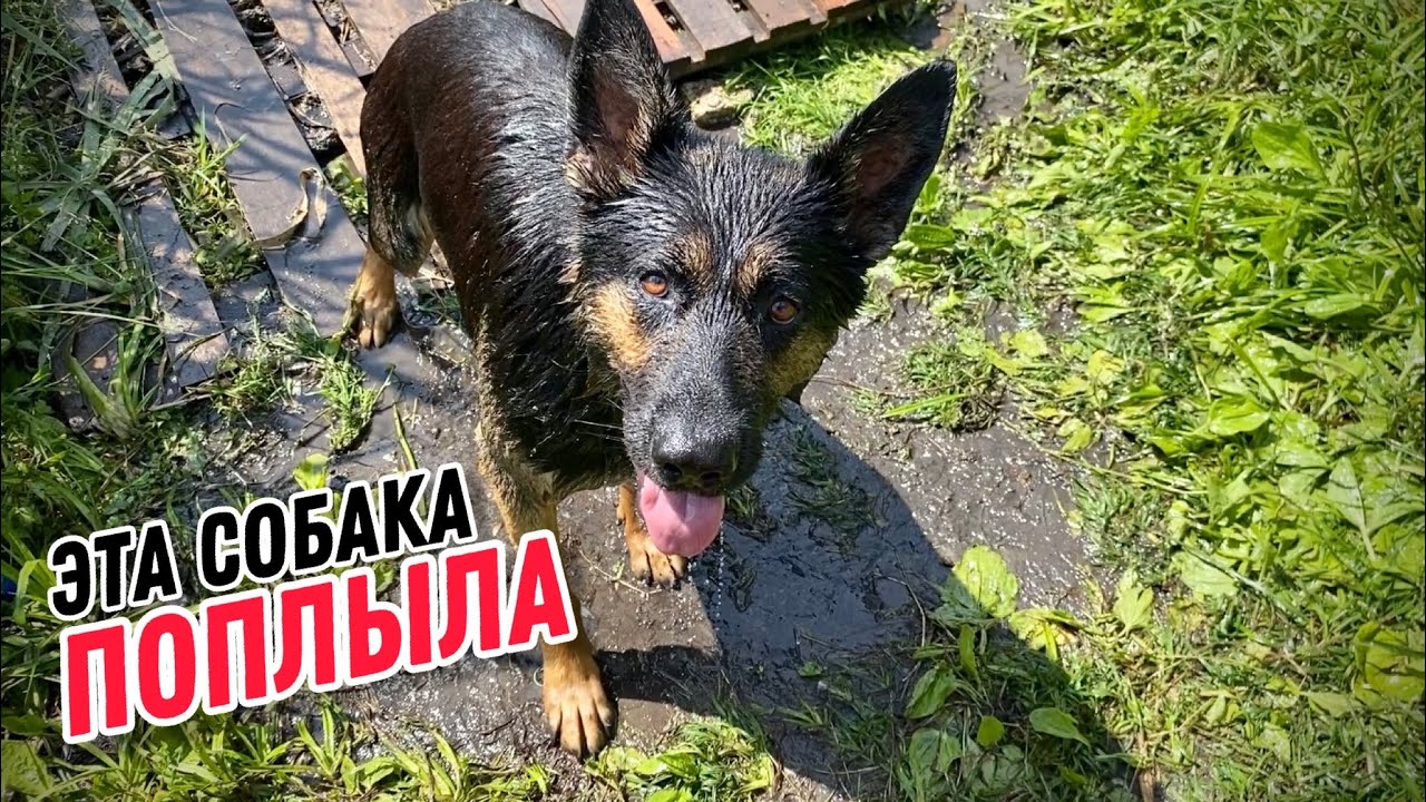 КАК НАУЧИТЬ СОБАКУ ПЛАВАТЬ (ПОЛНАЯ ВЕРСИЯ)