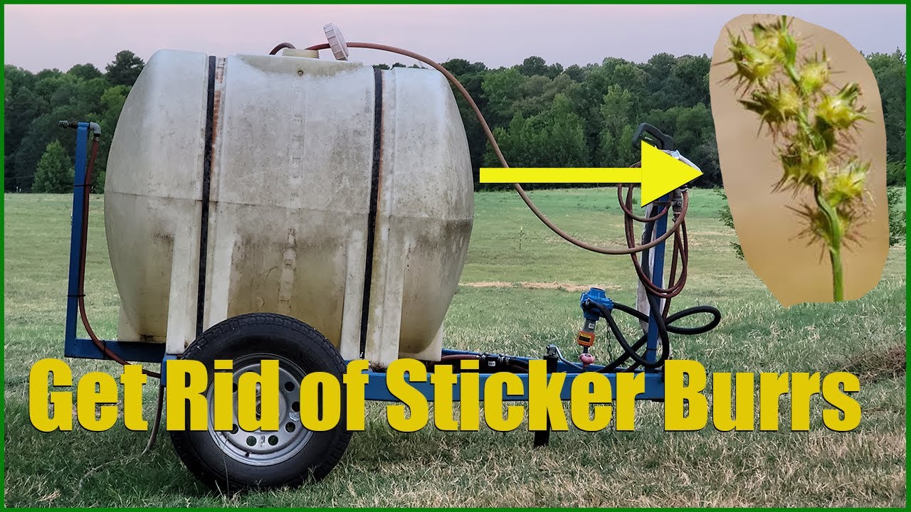 2 Things We Use To Get Rid Of (Sandburrs/Stickerburrs)