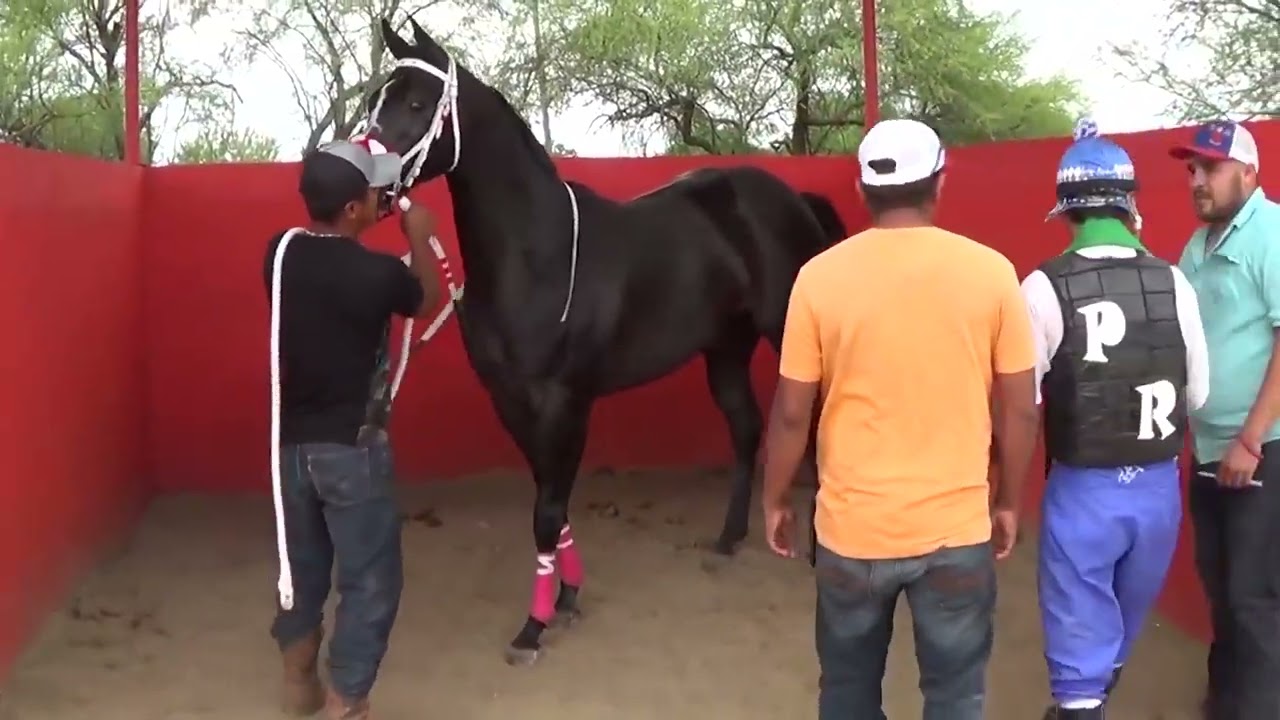 CARRERA DE CABALLOS