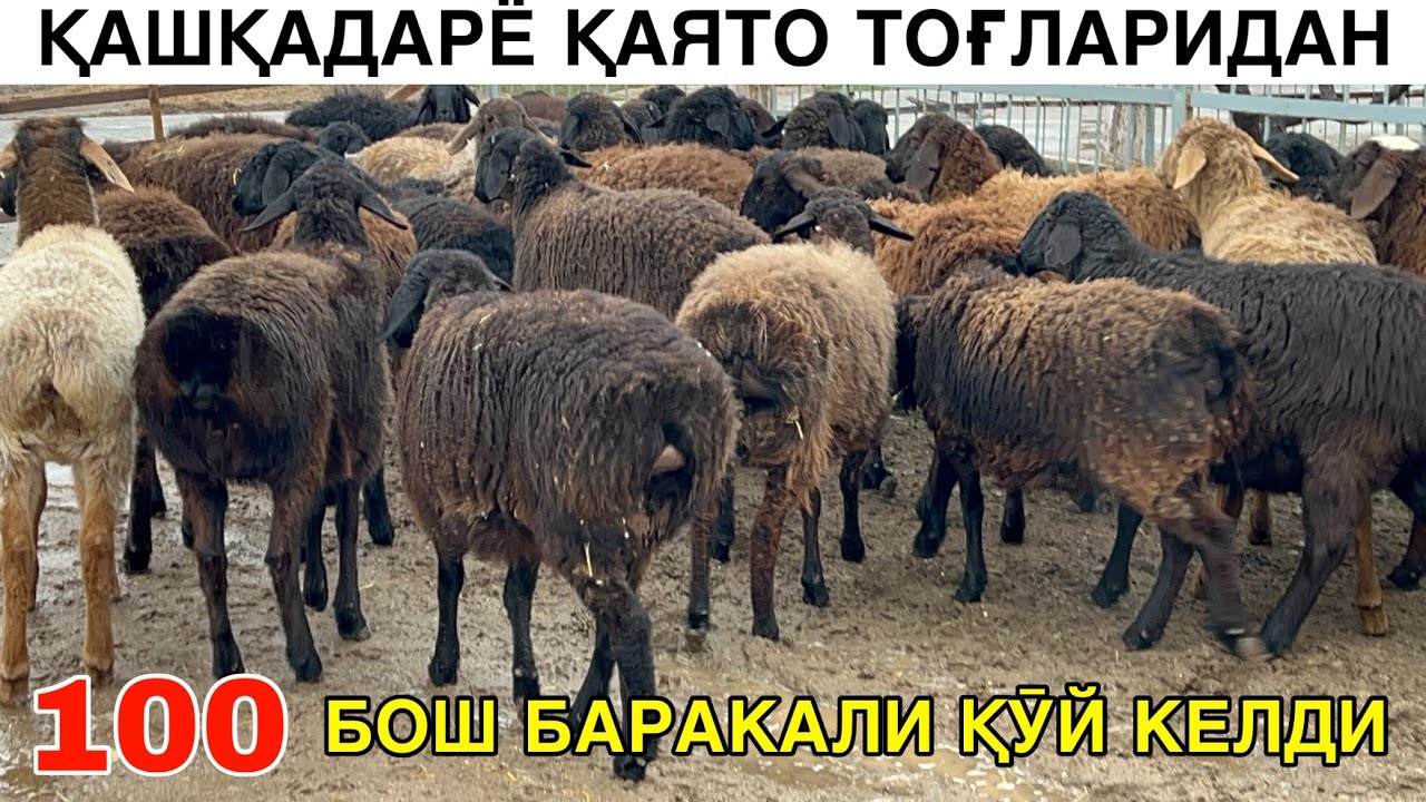 ТОҒДАН 100 БОШ ҚӮЙ КЕЛДИ. ☎️+998331561210