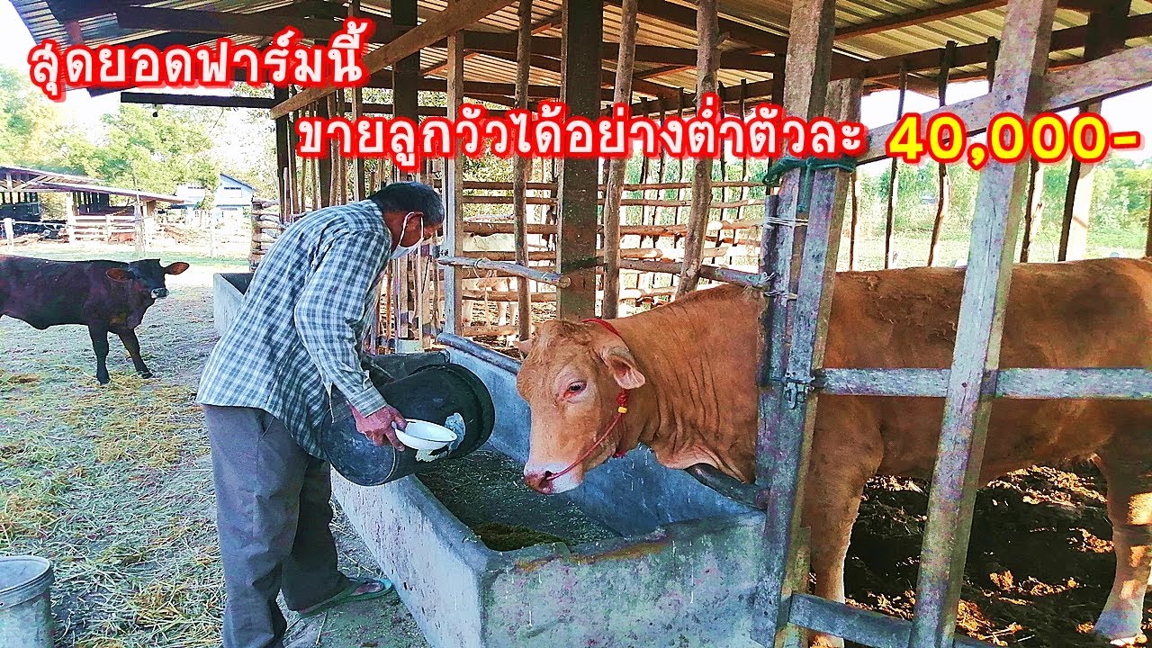 ฟาร์มนี้บอกเลยว่าแนวคิดและประสบการณ์ของลุงไม่ธรรมดา,ลูกวัวแต่ละตัวขายได้อย่างต่ำตัวละ40,000