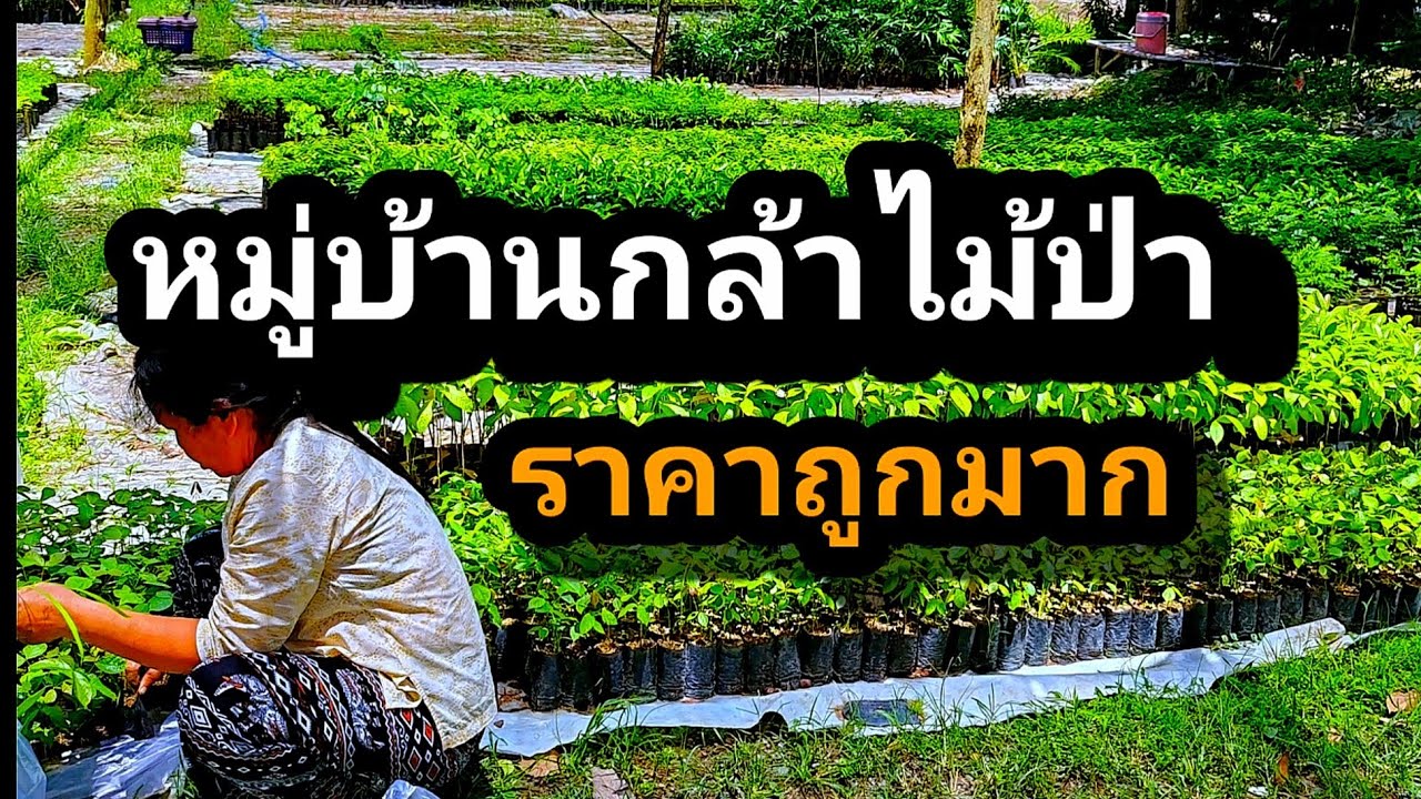 หมู่บ้านกล้าไม้ป่าราคาถูกep167
