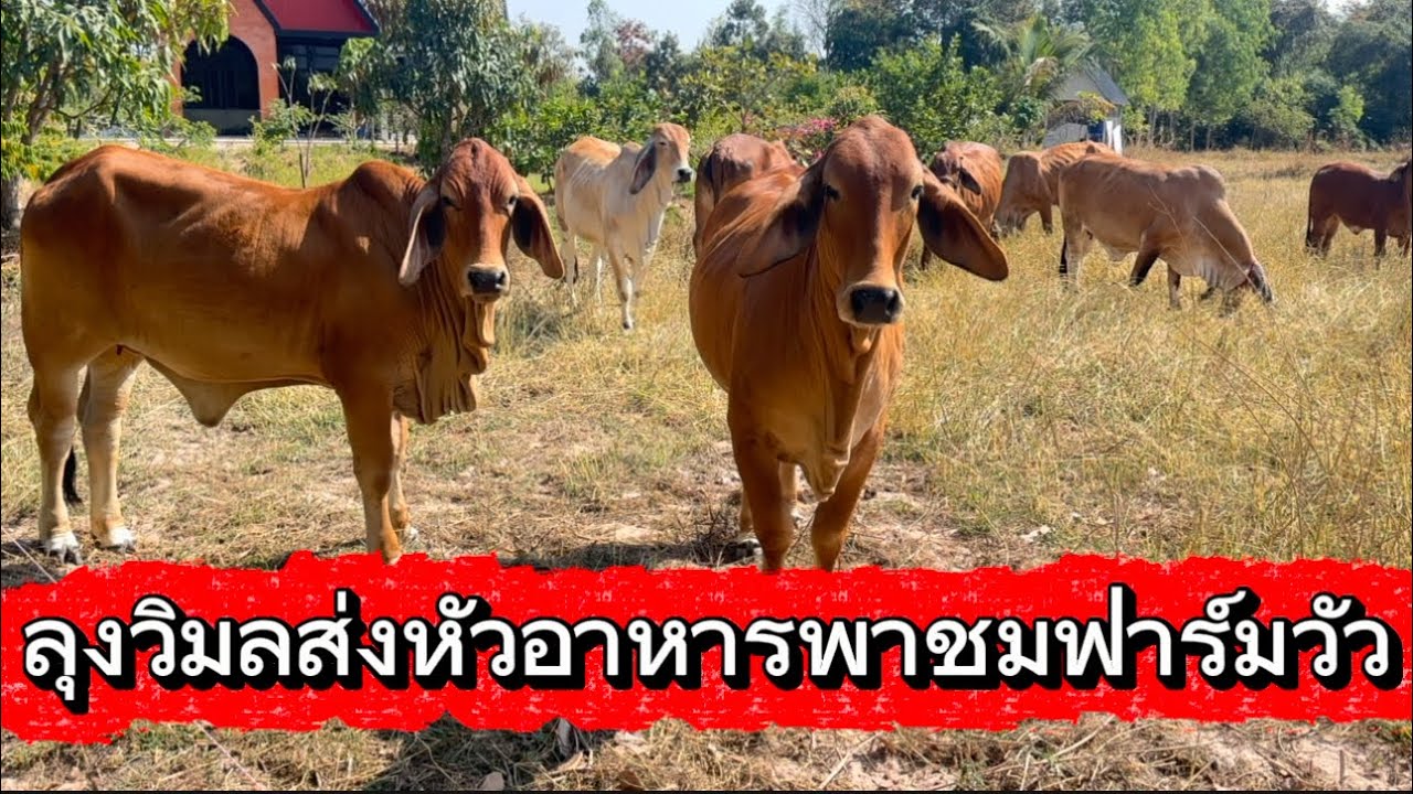 ลุงวิมลส่งหัวอาหารวัวพาชมฟาร์มวัว