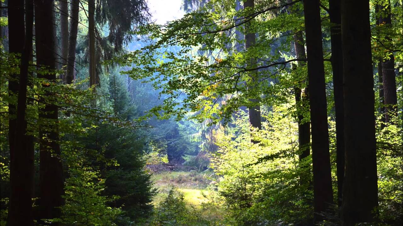 Nature Sounds HD - Afternoon Forest