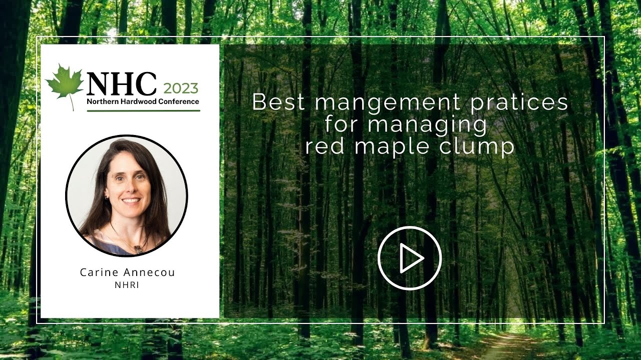 Best management practices for managing red maple clump