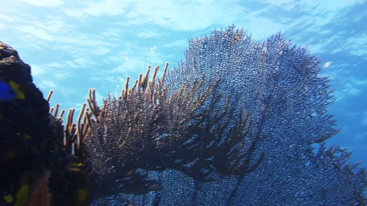 Sea fan, gorgonian coral in Bahamas reef.
