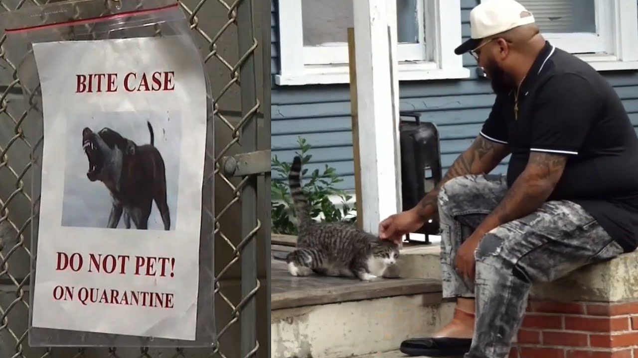 Pit Bull attack victim calls for accountability from dog owners