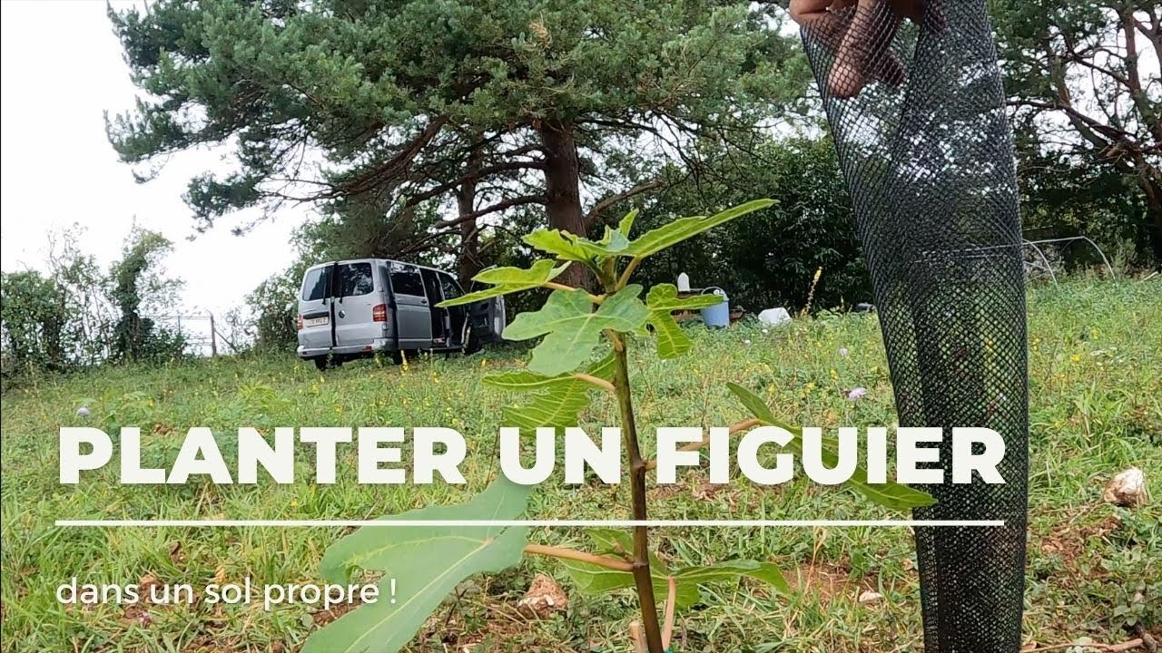 Planter un figuier