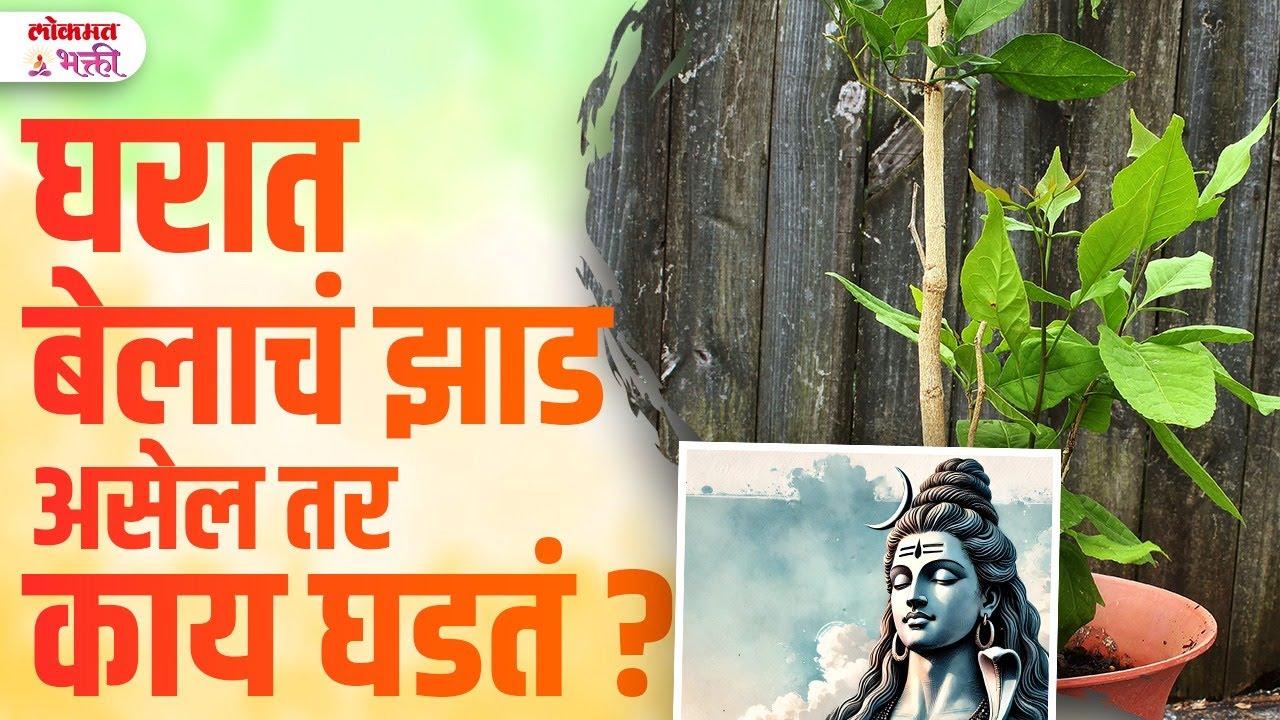 Belachya Zadach Upyog,belache Jhaad Aaplya Anganat Asel Tar Kay Ghadte? | SG3 #benefitsofbaeltree