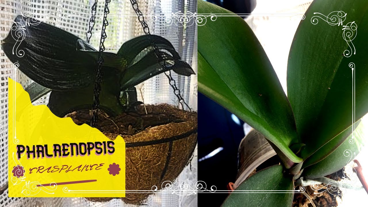 TRASPLANTE de ORQUÍDEA Phalaenopsis en maceta de fibra de coco