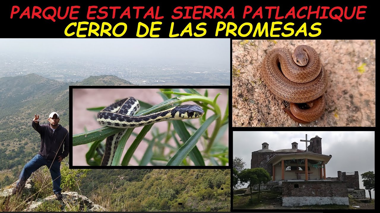 Cerro de las Promesas (flora y fauna) Parque Estatal Sierra Patlachique, Estado de México. 🐍