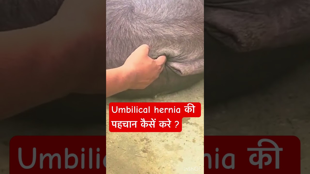 Umbilical hernia in calf l dr Umar khan