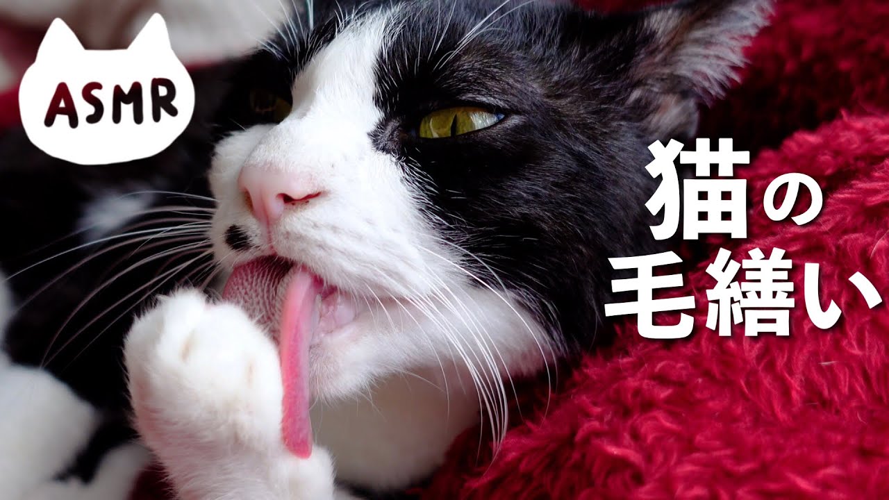 👅ASMR｜猫が肉球を舐めたり爪噛みをするグルーミングの音#236