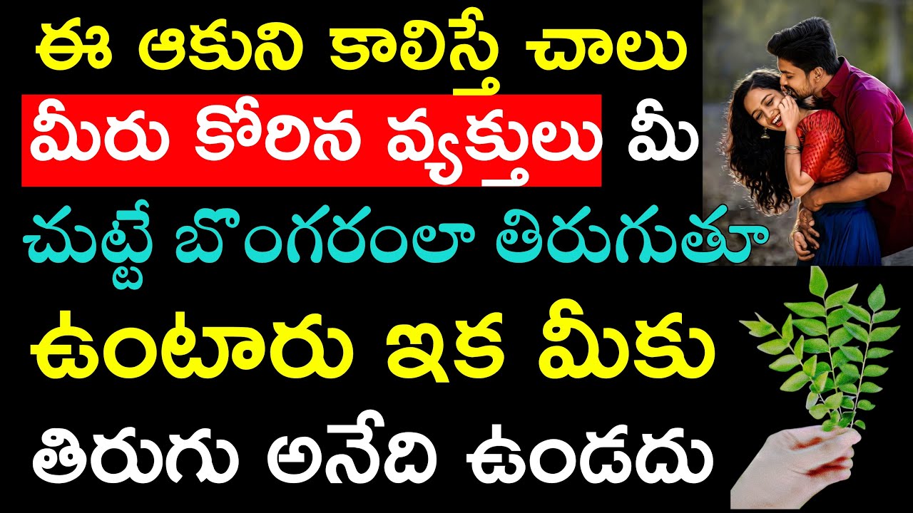 ఈఆకుని కలిస్తే చాలు మీరు కోరిన వ్యక్తులు మీ చుట్టే బొంగరంలా తిరుగుతూ ఉంటారు ఇక మీకు తిరుగు ఉండదు