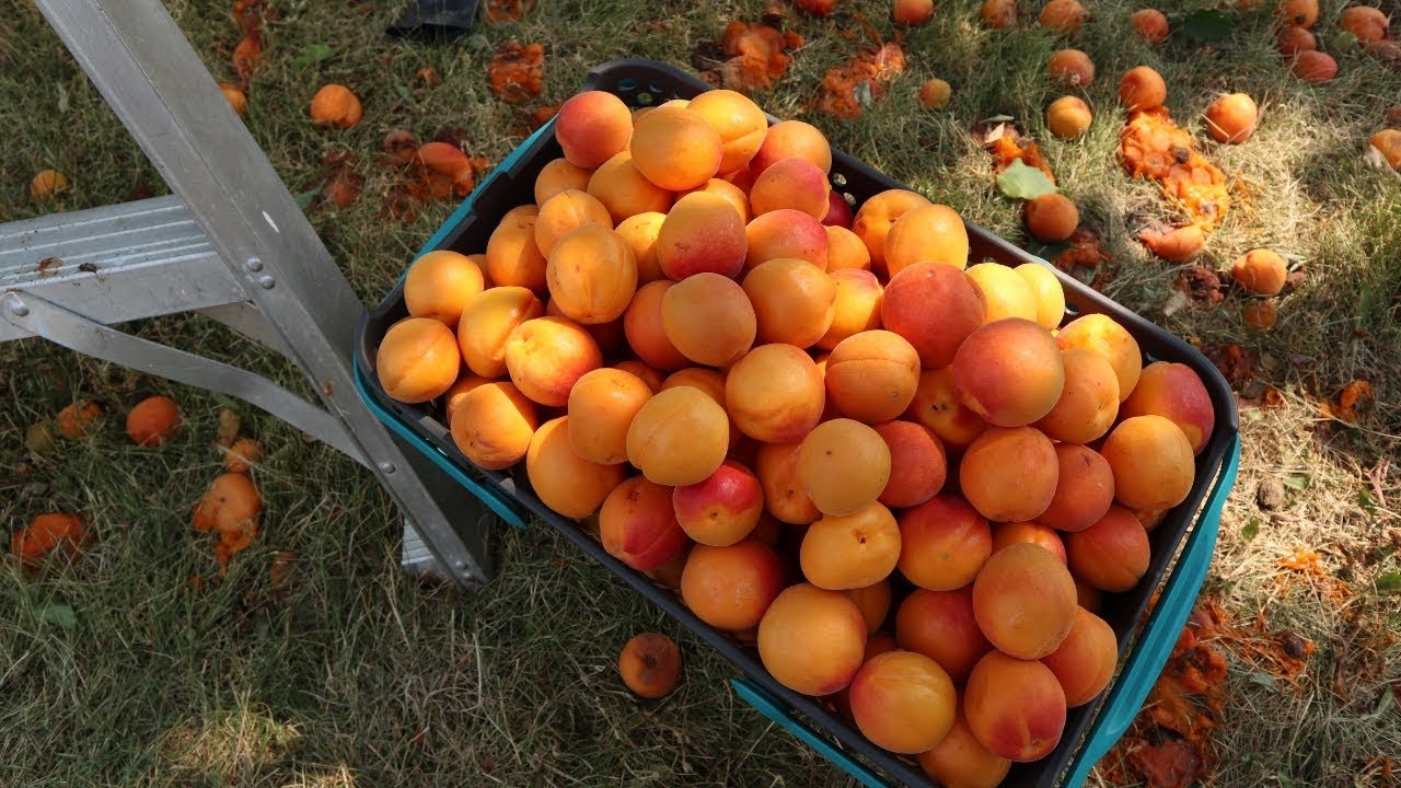 Harvesting Apricots | HUGE haul for preserving in the freezer