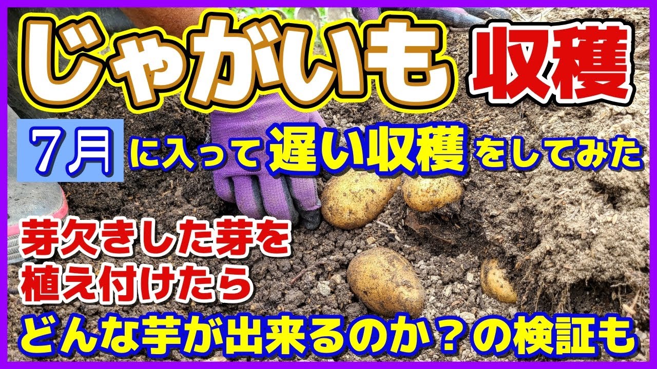 じゃがいもをやっと収穫！芽欠きの芽からどんな芋が出来るのか？　春ジャガイモを梅雨が終わった7月に収穫／遅い収穫／メークイン／キタアカリ／家庭菜園