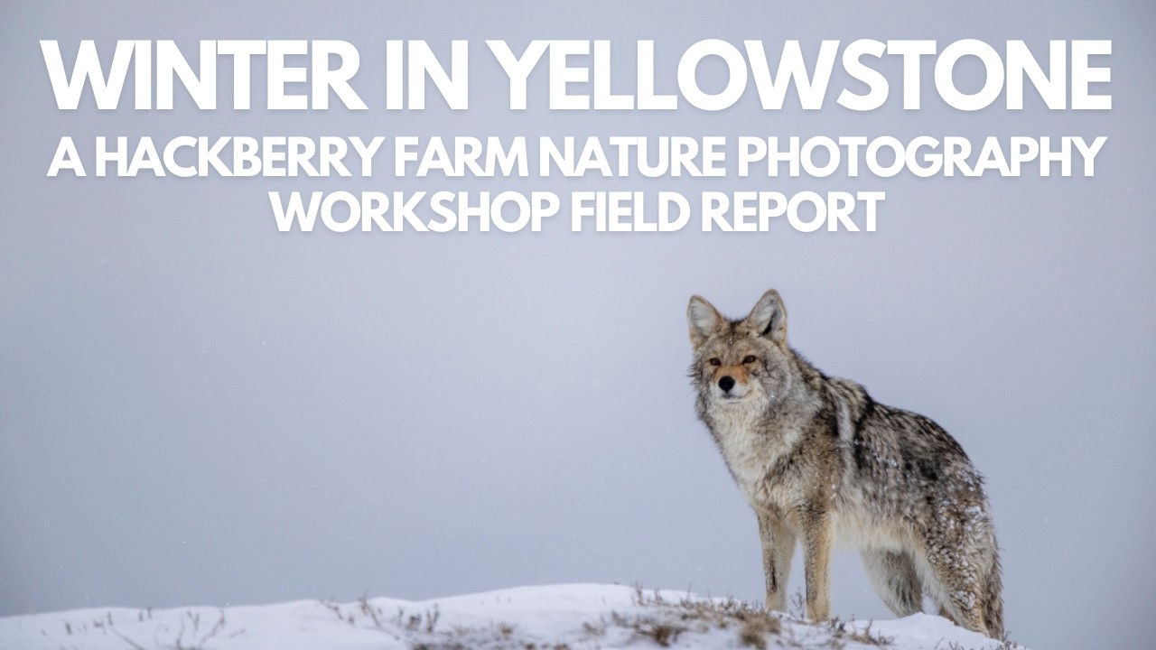 Yellowstone in Winter - A Hackberry Farm Nature Photography Workshops video field report