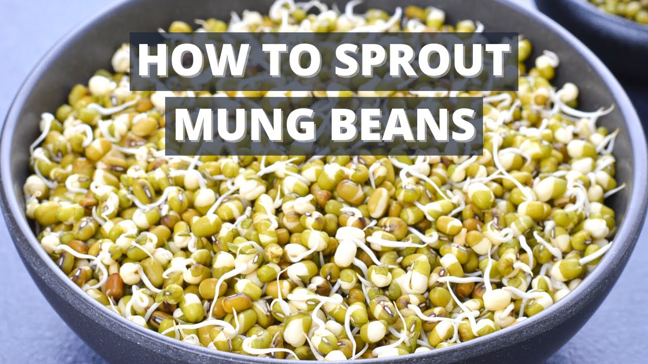 Easy Way to Sprout Mung Beans | Mung Bean Sprouts in Instant Pot | Instant Pot Sprouts