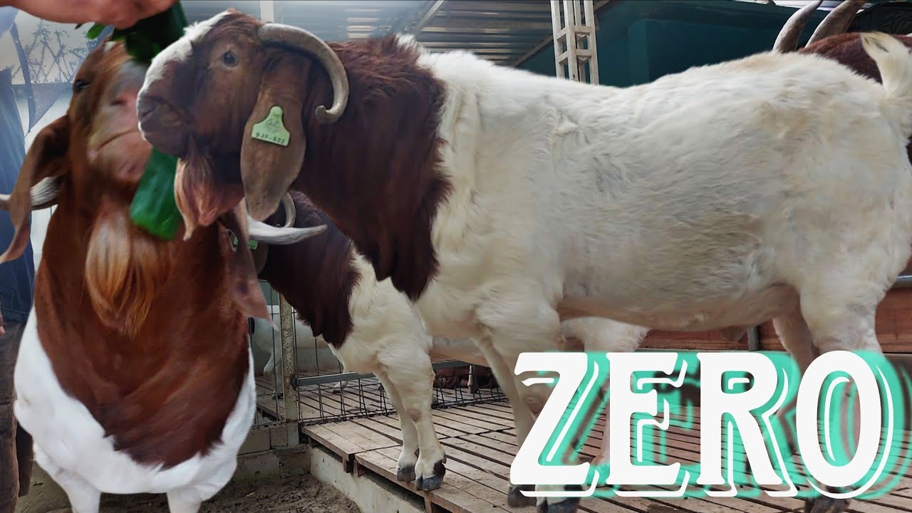 Lebih dekat mengenal  ZERO Si dada kokoh